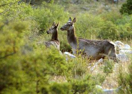 阿旗自然保護區3000只野生馬鹿自由奔跑